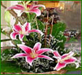 4 Exotic Oriental Lily Bouquet